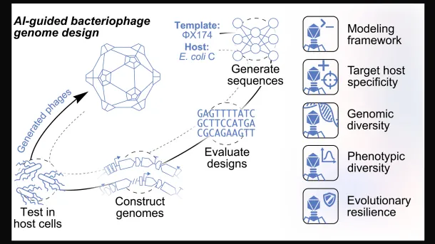 Stanford and Arc Institute design 16 working phage genomes with the Evo AI models